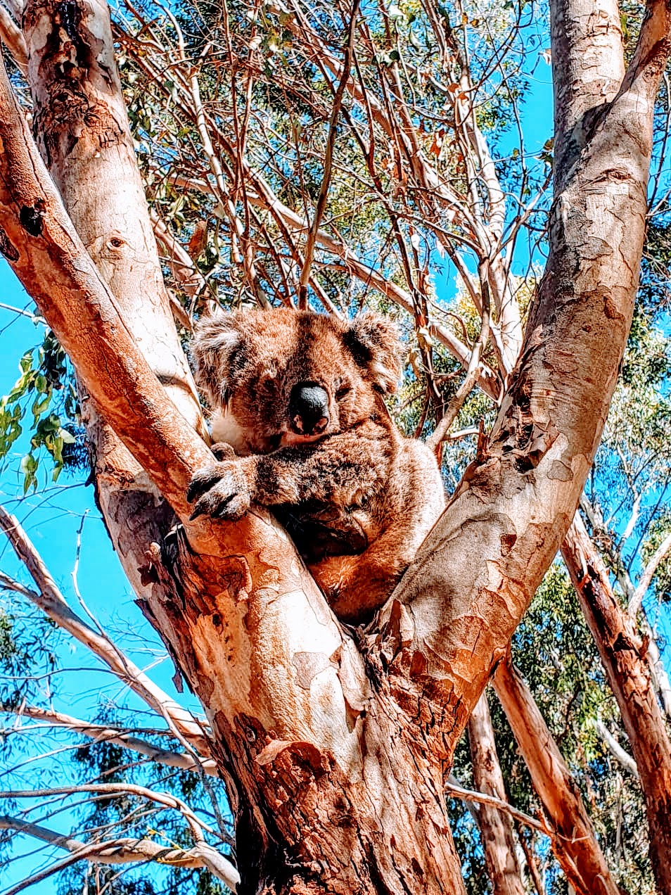 Things To Do South Australia, Koala